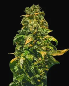 Solomatic CBD