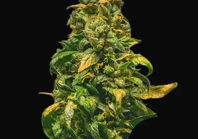 Solomatic CBD