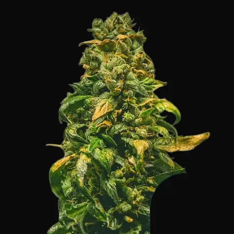 Solomatic CBD