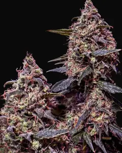Somango 47