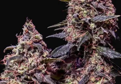 Somango 47