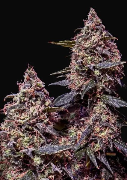 Somango 47