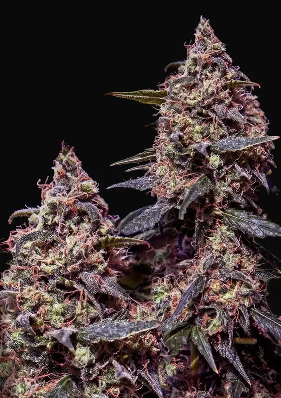 Somango 47