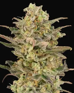 Somango Glue