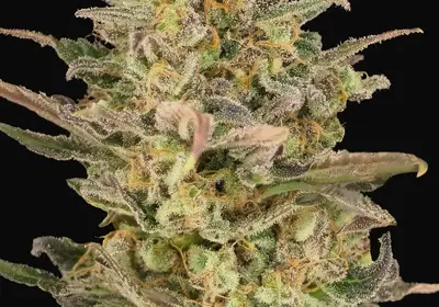 Somango Glue