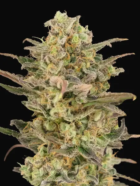 Somango Glue