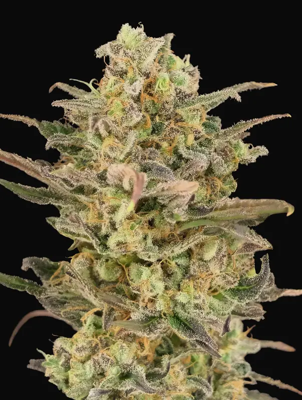 Somango Glue