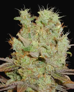 Somango