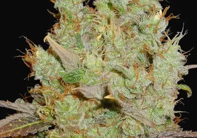 Somango