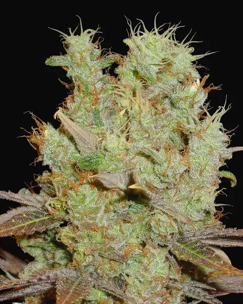 Somango