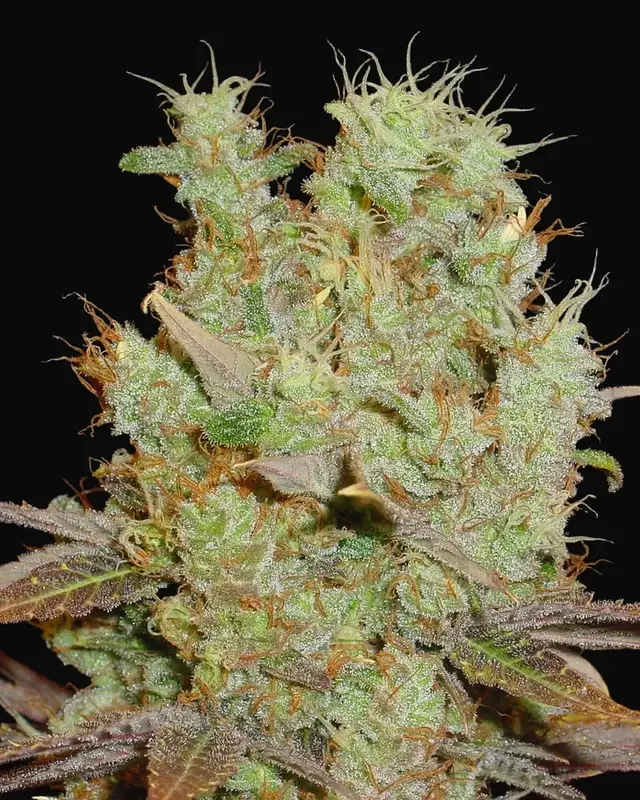 Somango