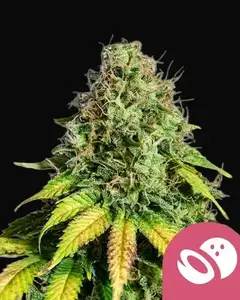 Somango XL