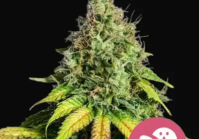 Somango XL