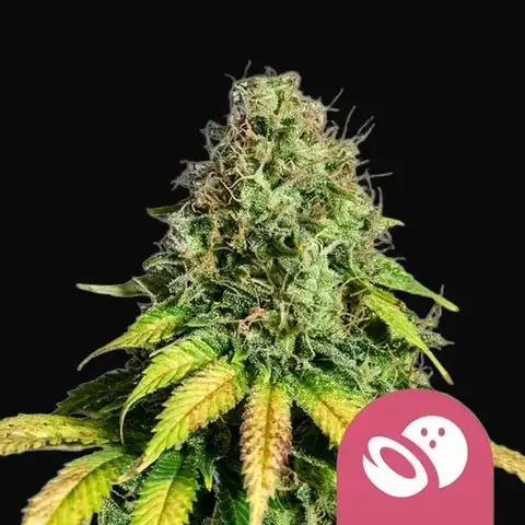 Somango XL