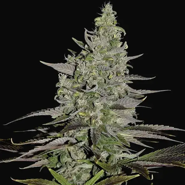 Somango XL — zdjęcie 3