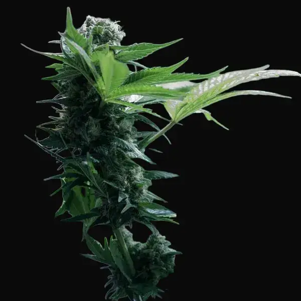 Somango XL — zdjęcie 8