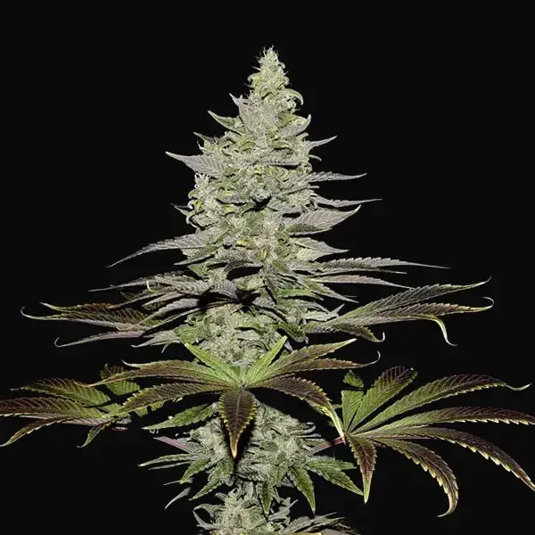 Somango XL — zdjęcie 6