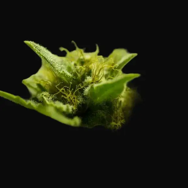 Somango XL — zdjęcie 7