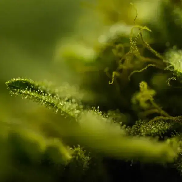 Somango XL — zdjęcie 4