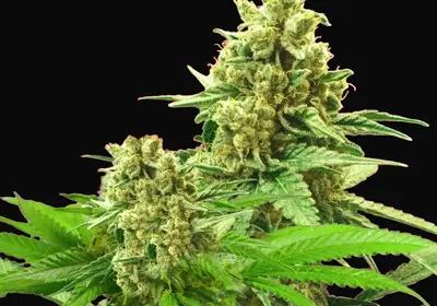 Somango XXL