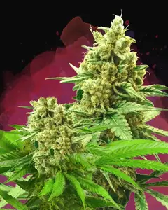 Somango XXL