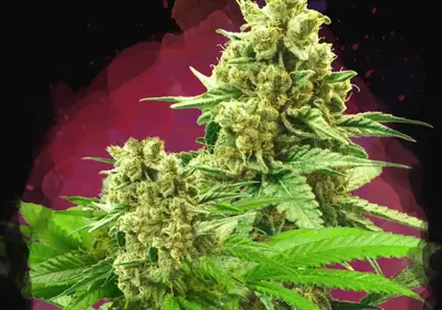 Somango XXL