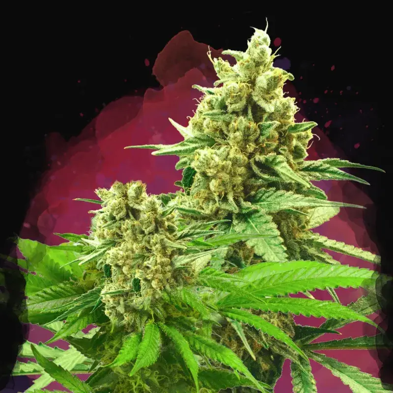 Somango XXL