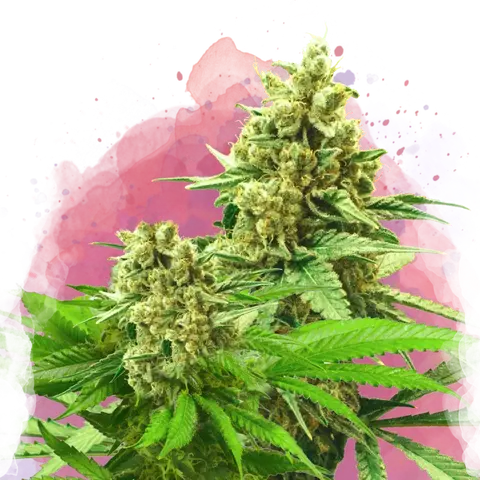 Somango XXL