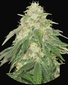 Some Sweet