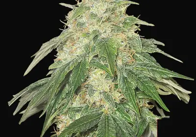 Some Sweet