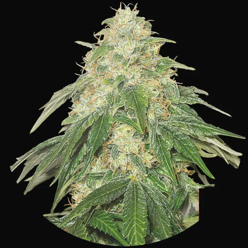 Some Sweet
