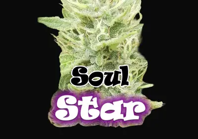 Soul Star