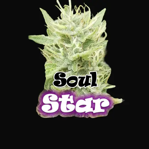 Soul Star