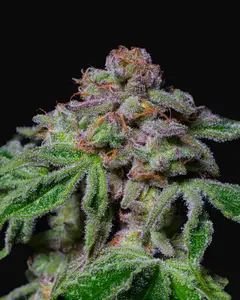 Sour Aloha