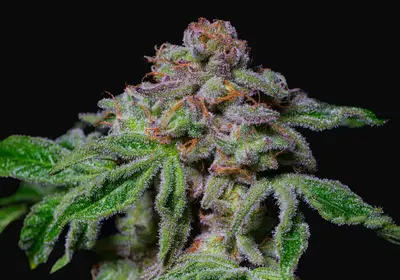 Sour Aloha