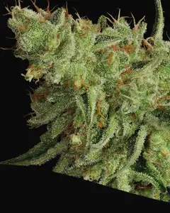 Sour Apple