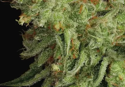 Sour Apple