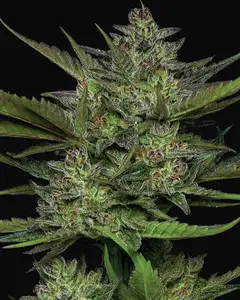 Sour Apple Auto
