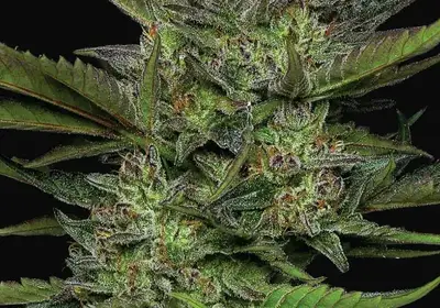 Sour Apple Auto