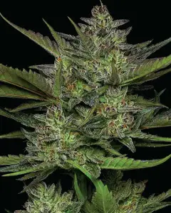 Sour Apple Auto