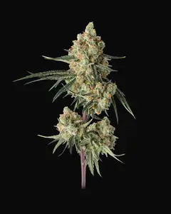 Sour Berry Shake