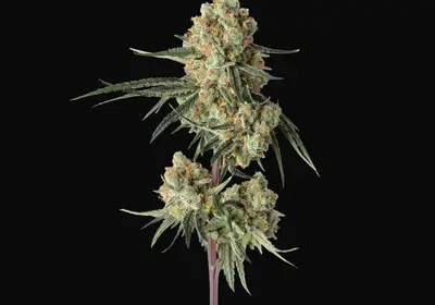 Sour Berry Shake