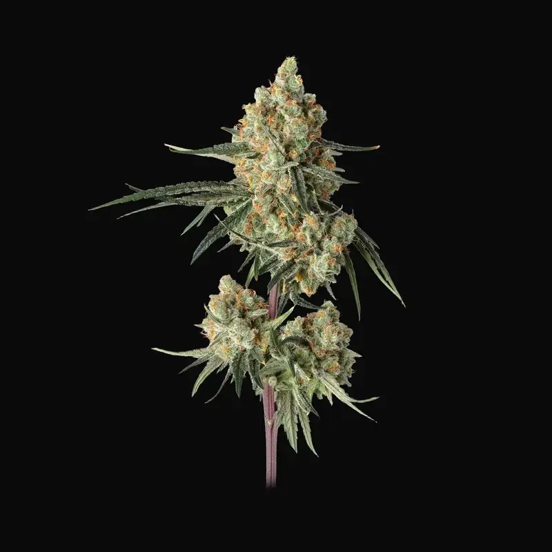 Sour Berry Shake