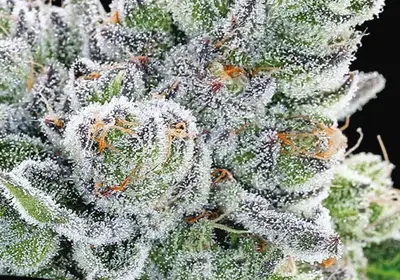 Sour Betty