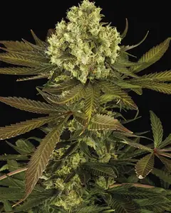 Sour Blueberry