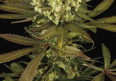 Sour Blueberry