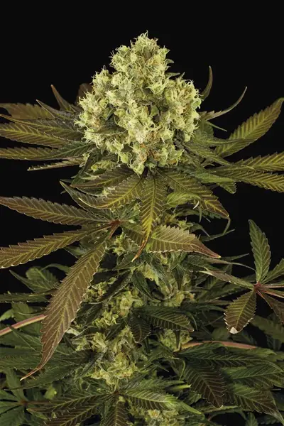 Sour Blueberry
