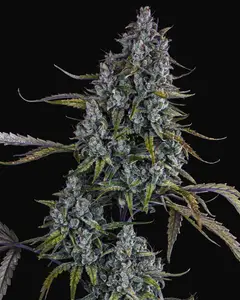 Sour Bubbly Auto
