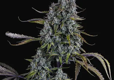 Sour Bubbly Auto