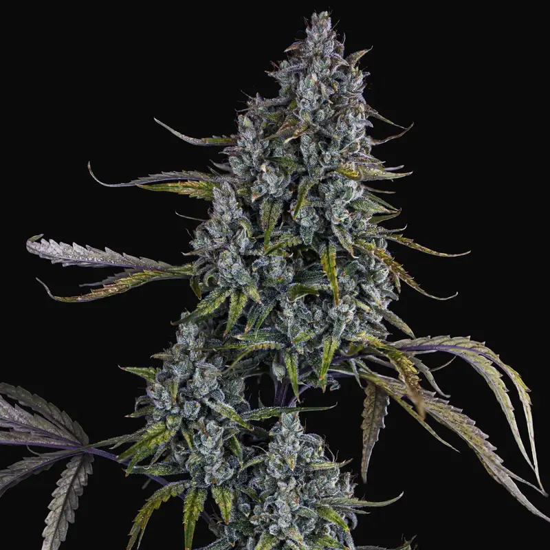 Sour Bubbly Auto